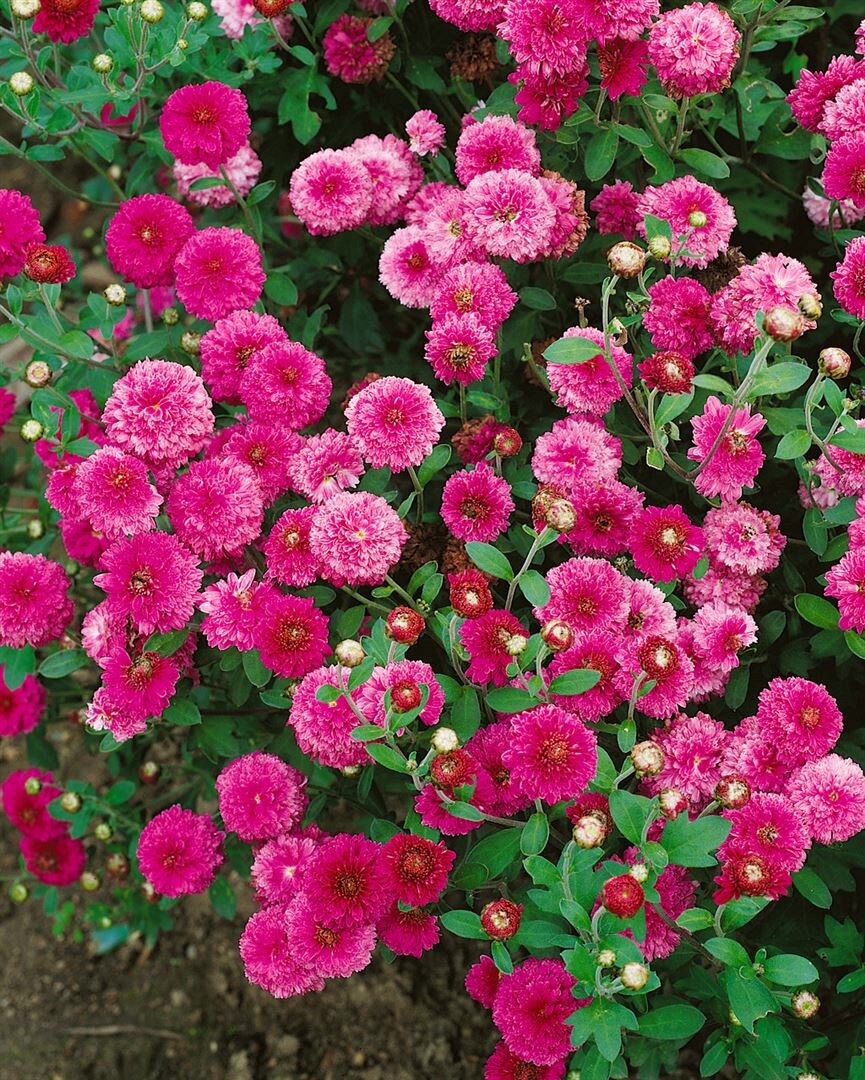 Chrysanthemum x hort.’Anastasia‘, Chrysantheme, ca. 9×9 cm Topf | 04063654291640