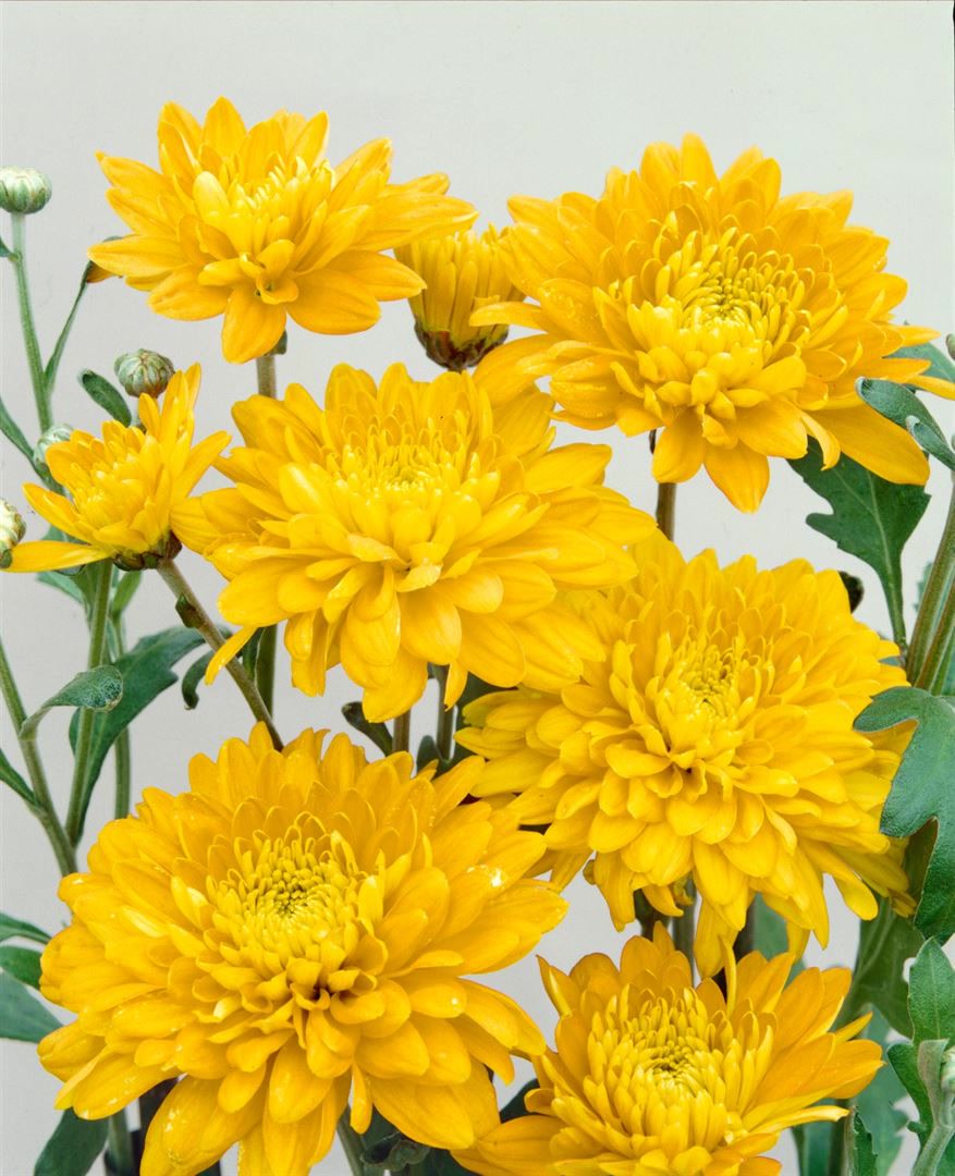 Chrysanthemum x hort.'Bienchen', Chrysantheme, gelb, ca. 9x9 cm Topf - Bild 1