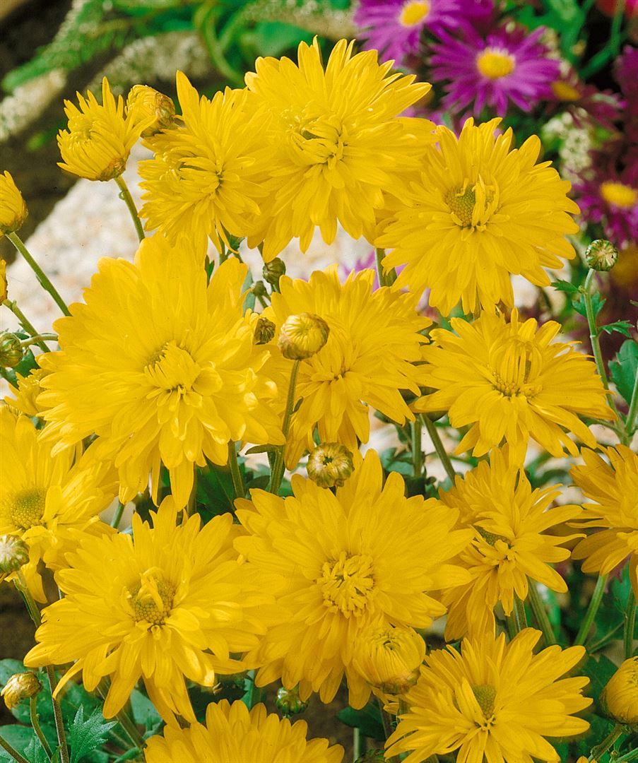 Chrysanthemum x hort.'Citrus', Chrysantheme, gelb, ca. 9x9 cm Topf - Bild 1