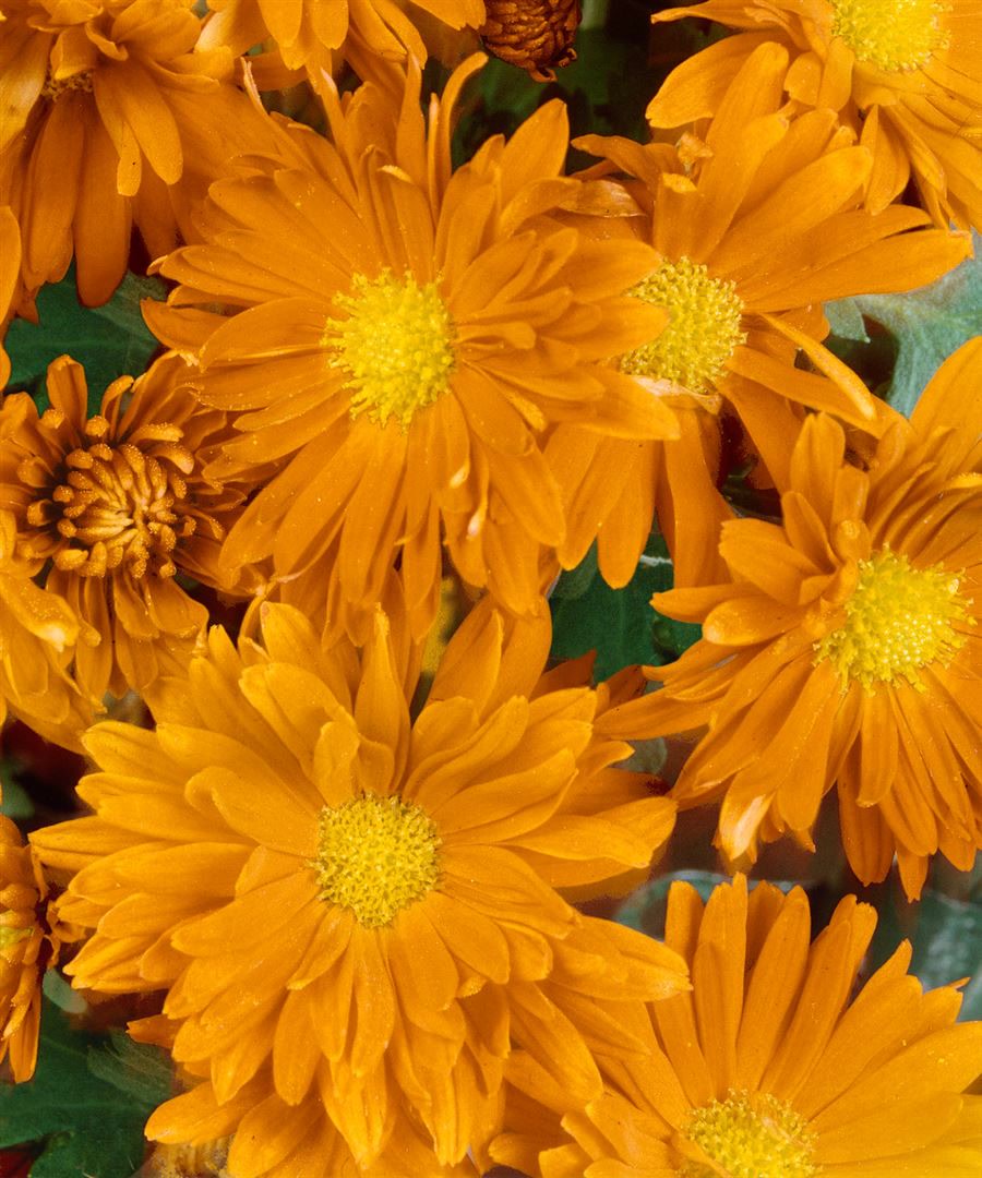 Chrysanthemum x hort.'Havelschwan', Chrysantheme, wei&szlig;, ca. 9x9 cm Topf - Bild 1