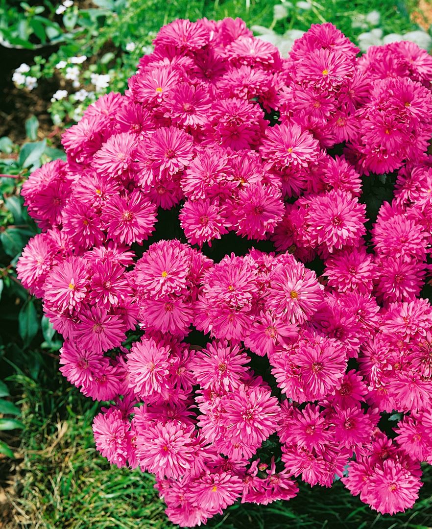 Chrysanthemum x hort.'Manito', Chrysantheme, ca. 9x9 cm Topf - Bild 1
