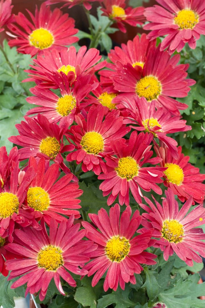 Chrysanthemum zawad.'Duchess of Edinburgh', wei&szlig;, ca. 9x9 cm Topf - Bild 1