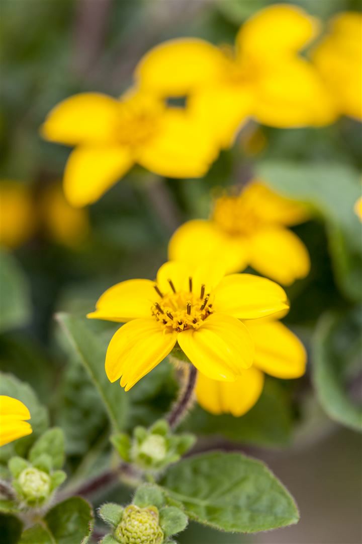 Chrysogonum virginianum 'Andre Viette', Goldstern, ca. 9x9 cm Topf - Bild 1