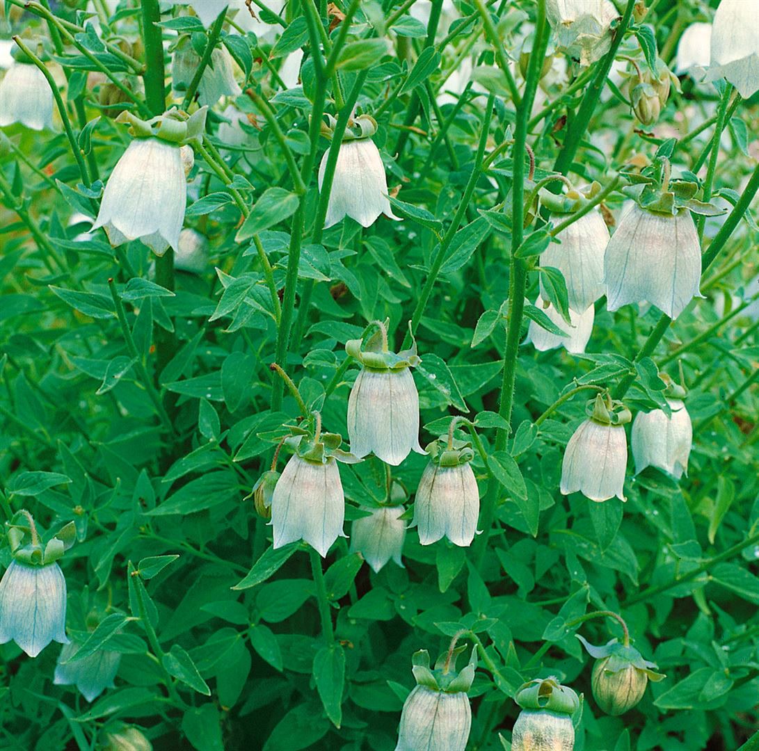 Codonopsis clematidea, Glockenwinde, blau, ca. 9x9 cm Topf - Bild 1