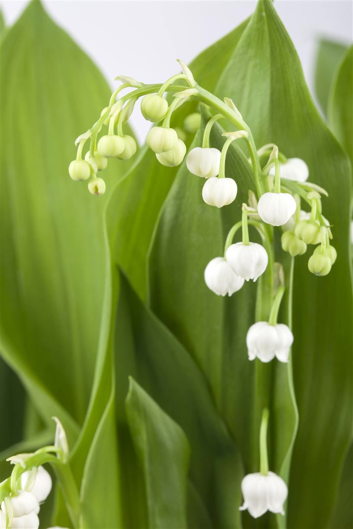 Convallaria majalis, Maigl&ouml;ckchen, wei&szlig;, ca. 9x9 cm Topf - Bild 1