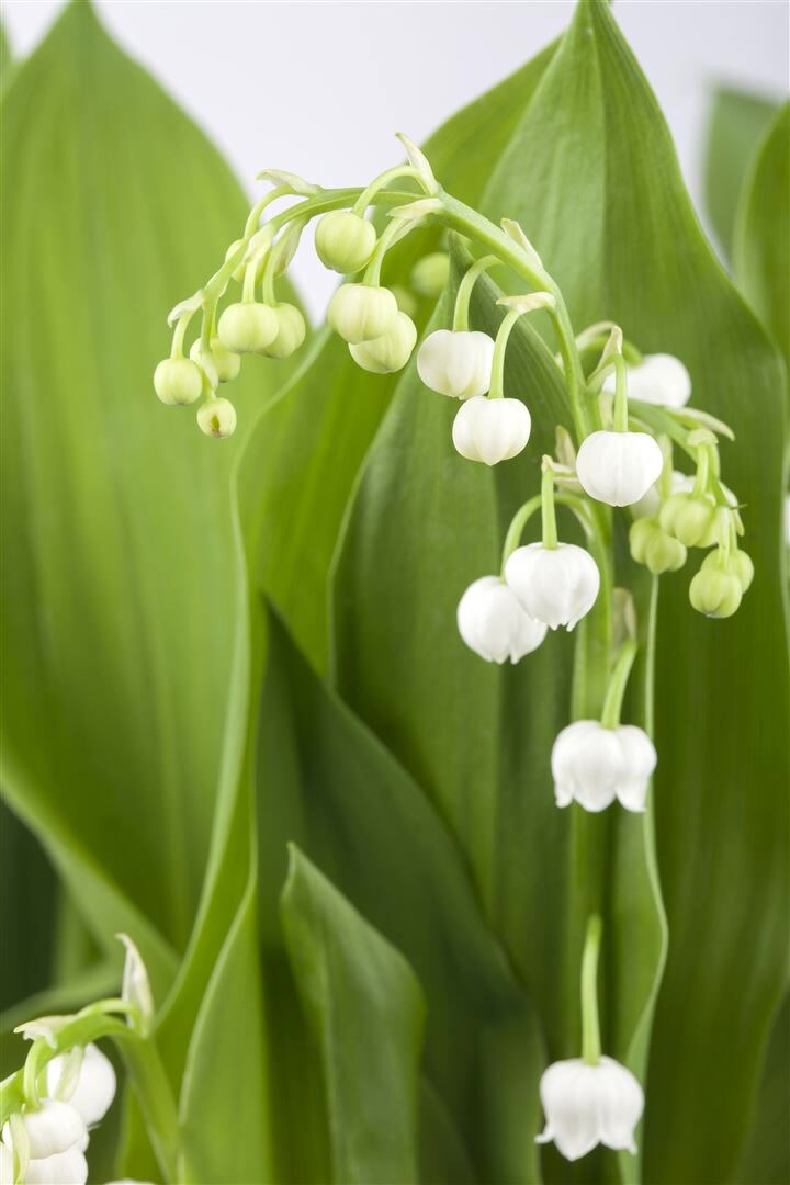 Convallaria majalis, Maiglöckchen, weiß, ca. 9×9 cm Topf | 04063654257073