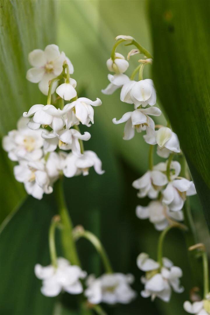Convallaria majalis ‚Pleniflora‘, Maiglöckchen, gefüllt, ca. 9×9 cm Topf | 04063654292173