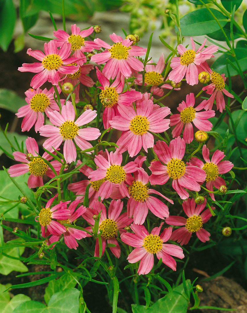 Coreopsis rosea 'American Dream', rosa, ca. 9x9 cm Topf - Bild 1