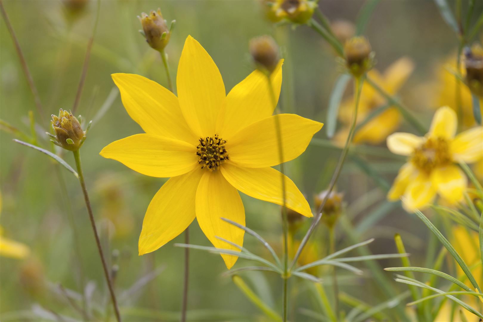 Coreopsis verticillata 'Grandiflora', M&auml;dchenauge, gelb, ca. 9x9 cm Topf - Bild 1