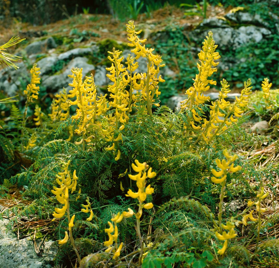 Corydalis cheilanthifolia, Gelber Lerchensporn, ca. 9x9 cm Topf