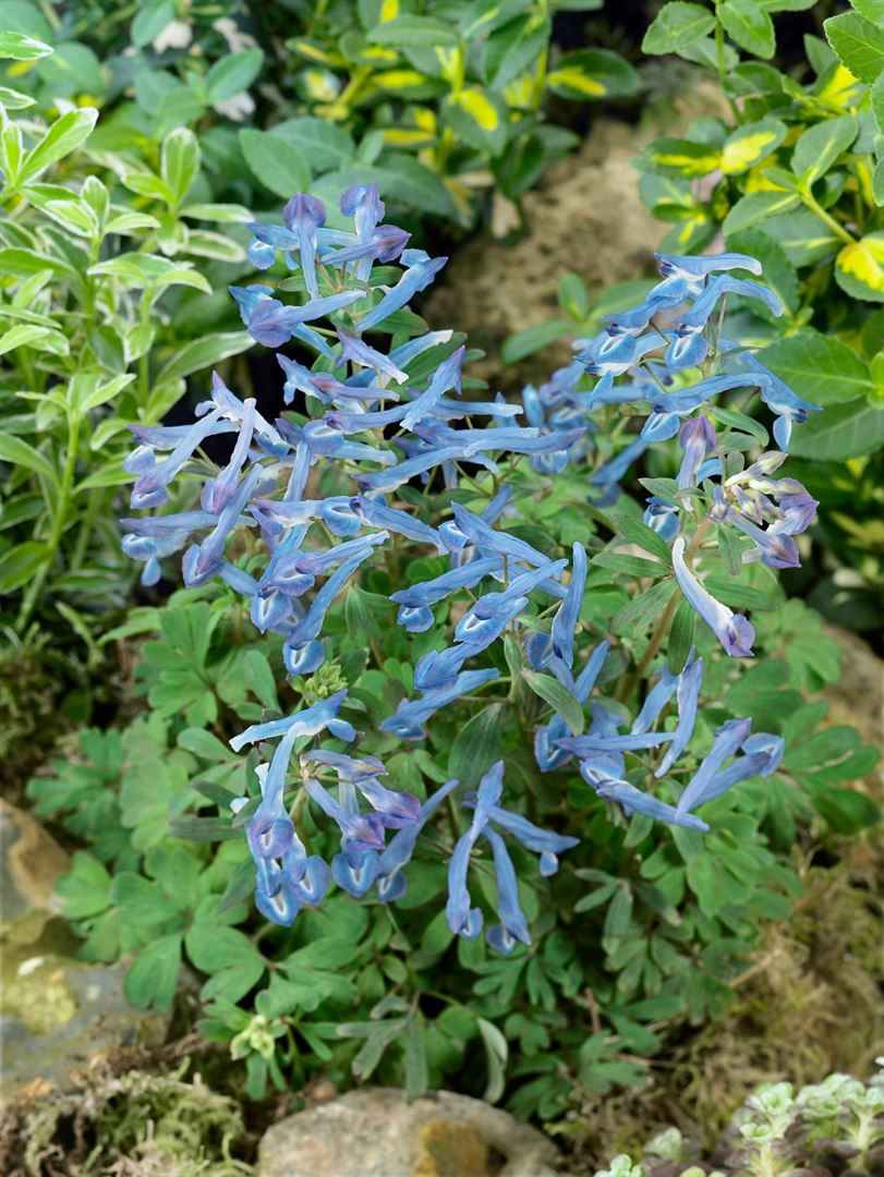 Corydalis elata 'Blue Summit', Lerchensporn, blau, ca. 9x9 cm Topf - Bild 1