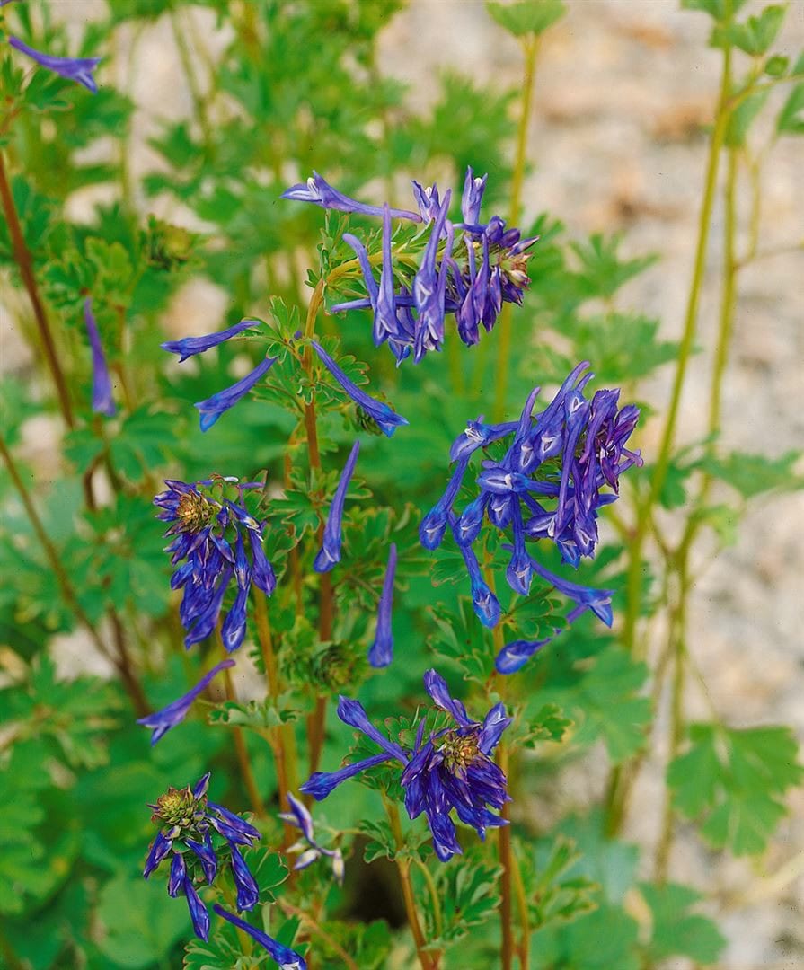 Corydalis elata 'Spinners', Lerchensporn, blau, ca. 9x9 cm Topf - Bild 1