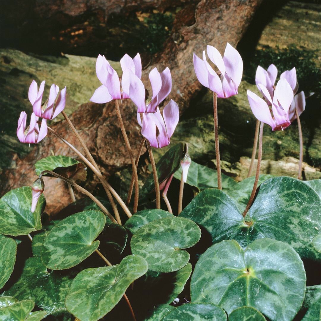 Cyclamen purpurascens, Alpenveilchen, purpurrosa, ca. 9×9 cm Topf | 04063654292692