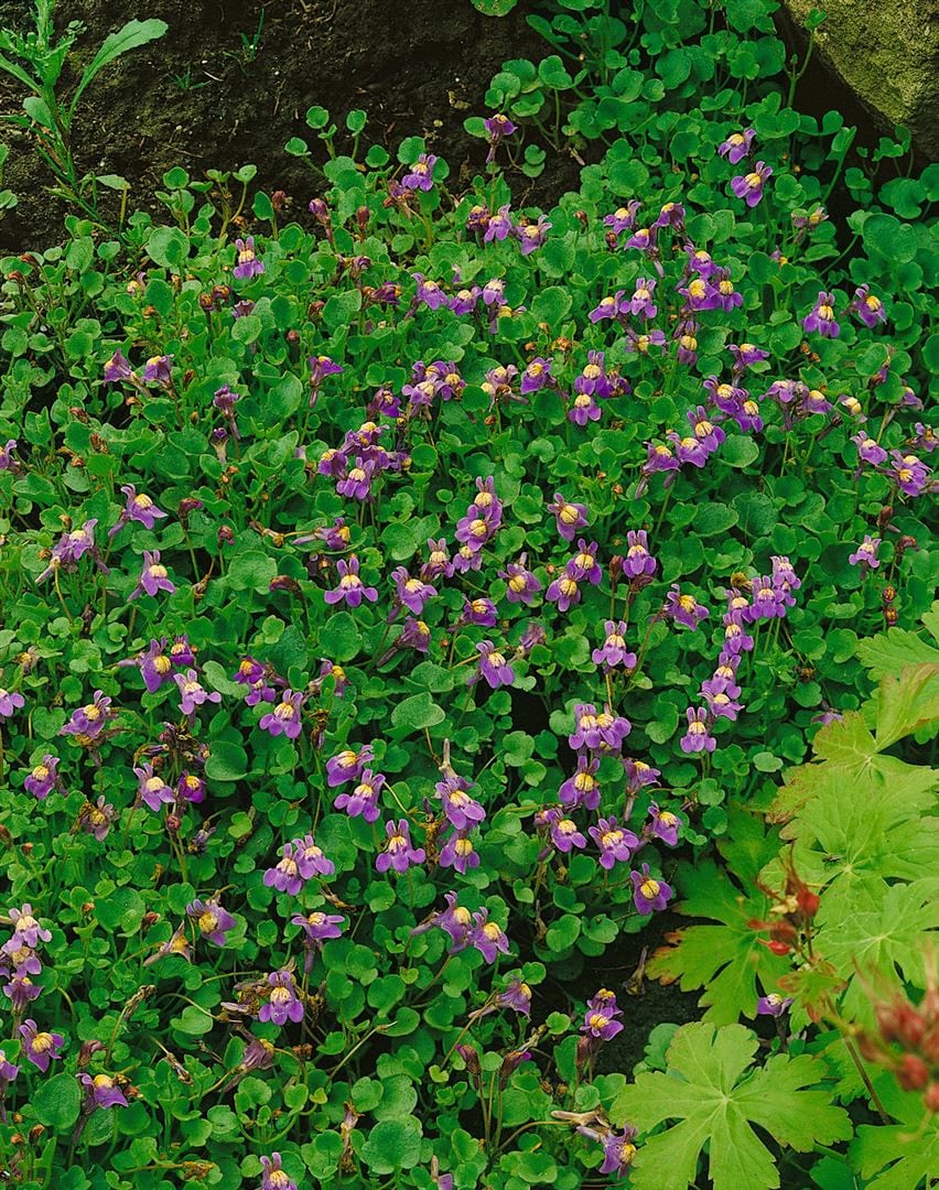 Cymbalaria hepaticifolia, Leberbl&uuml;mchen, ca. 9x9 cm Topf - Bild 1