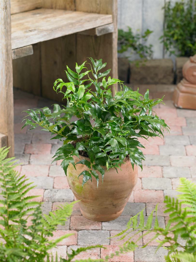 Cyrtomium falcatum, Japanischer Schildfarn, ca. 9x9 cm Topf - Bild 1