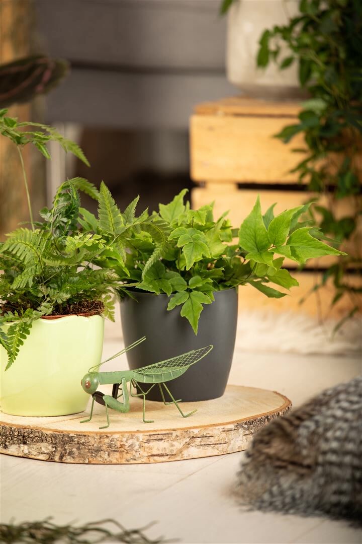 Cyrtomium fortunei, Schildfarn, ca. 9×9 cm Topf | 04063654292777