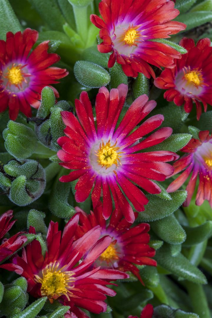 Delosperma congestum, Mittagsblume, gelb, ca. 9x9 cm Topf - Bild 1