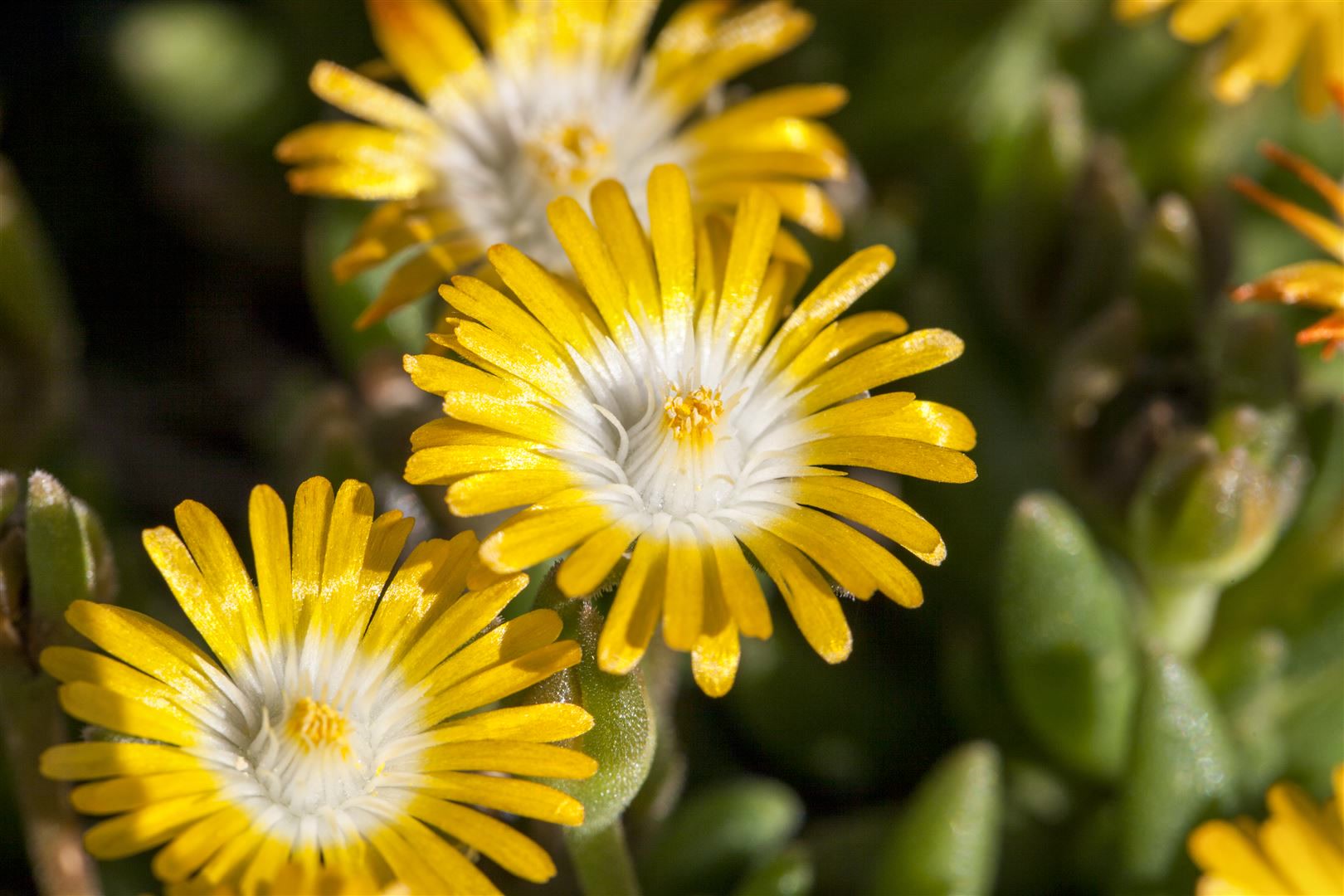 Delosperma congestum 'Golden Nugget', Mittagsblume, gelb, ca. 9x9 cm Topf - Bild 1