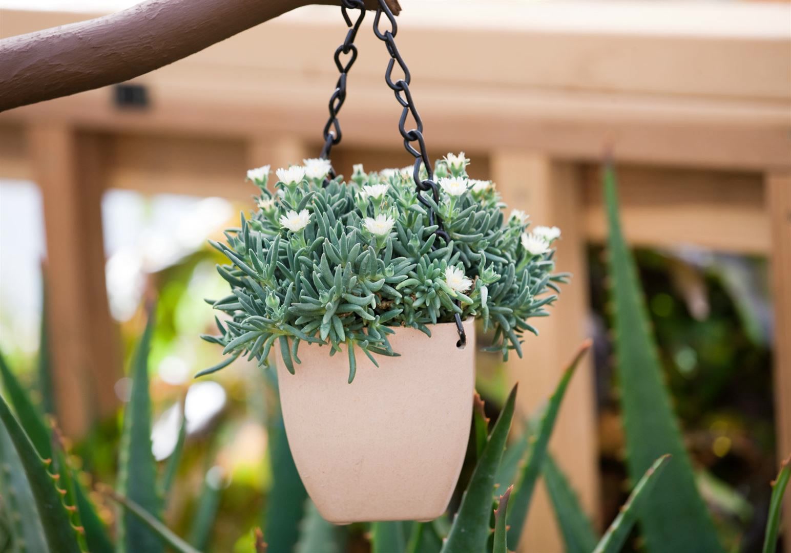 Delosperma congestum 'White Nugget', Mittagsblume, wei&szlig;, ca. 9x9 cm Topf - Bild 1