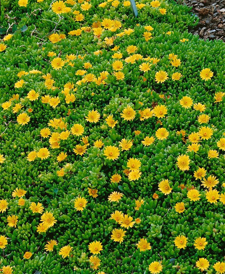Delosperma nubigenum, Mittagsblume, gelb, ca. 9x9 cm Topf - Bild 1