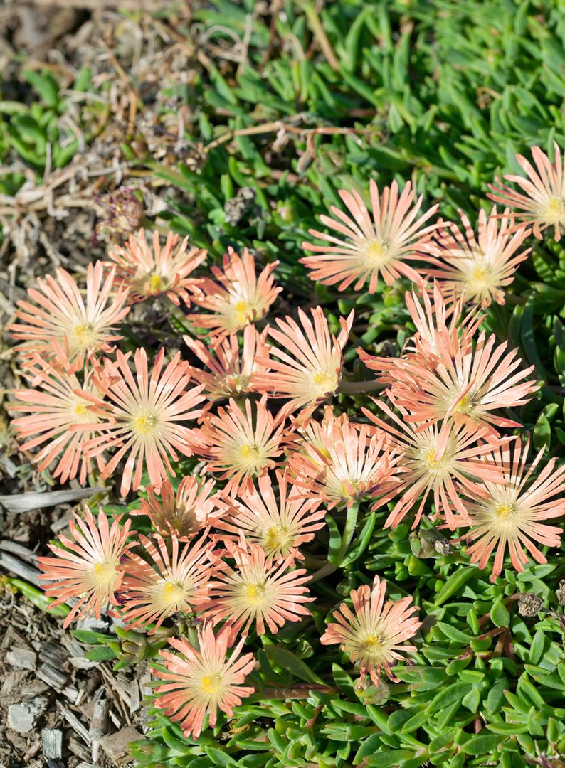 Delosperma sutherlandii 'Peach Star', Mittagsblume, pfirsichfarben, ca. 9x9 cm Topf - Bild 1