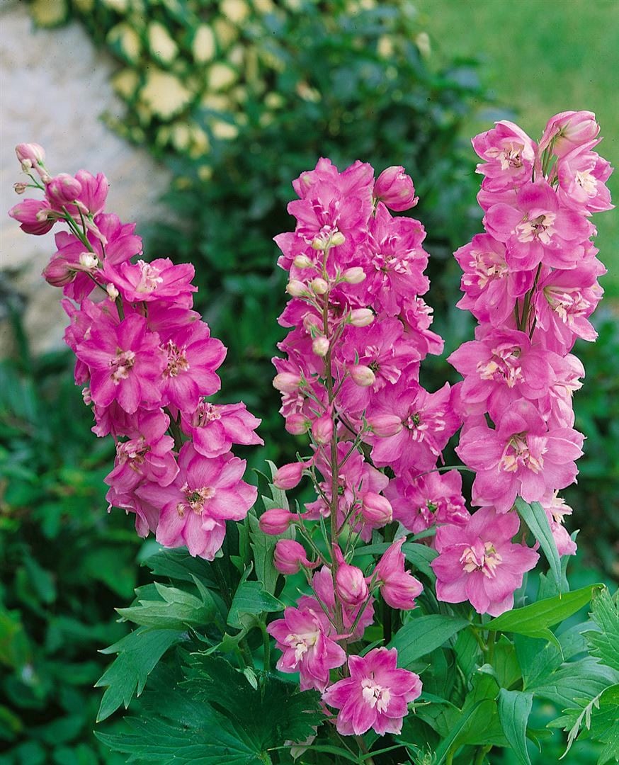 Delphinium Pacific 'Astolat', Rittersporn, rosa-lila, ca. 9x9 cm Topf - Bild 1