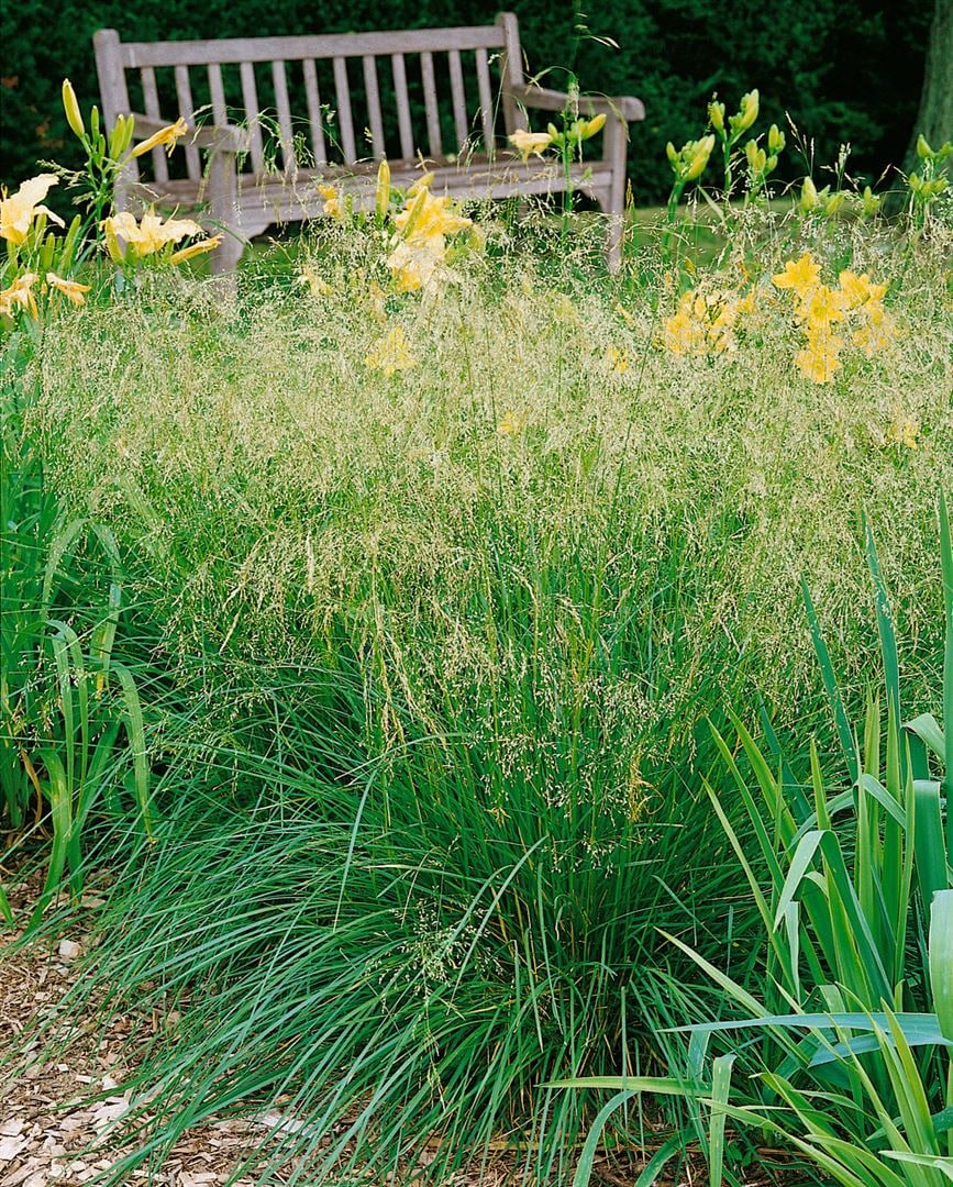 Deschampsia cespitosa 'Bronzeschleier', Schmiele, bronzefarben, ca. 9x9 cm Topf - Bild 1