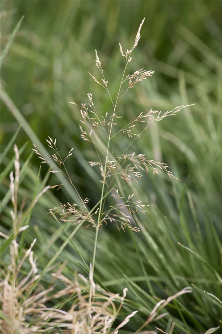 Deschampsia cespitosa 'Goldtau', Schmiele, goldgelb, ca. 9x9 cm Topf - Bild 1