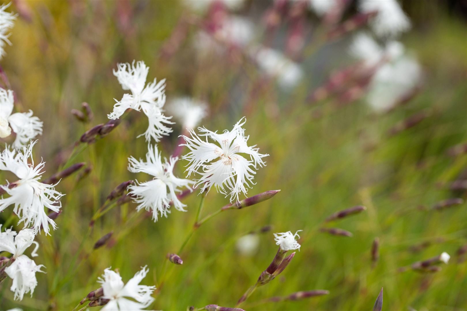 Dianthus arenarius, Sand-Nelke, wei&szlig;, ca. 9x9 cm Topf - Bild 1