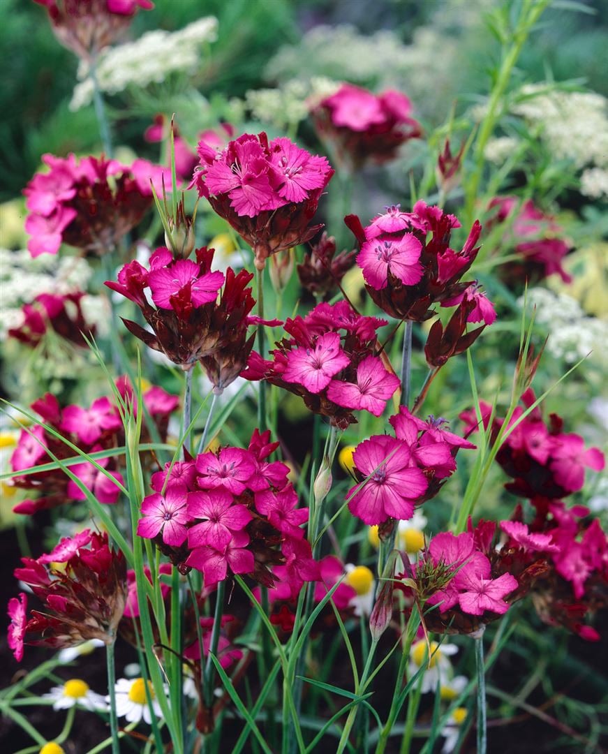 Dianthus carthusianorum, Karth&auml;user-Nelke, rosa Bl&uuml;ten, ca. 9x9 cm Topf - Bild 1