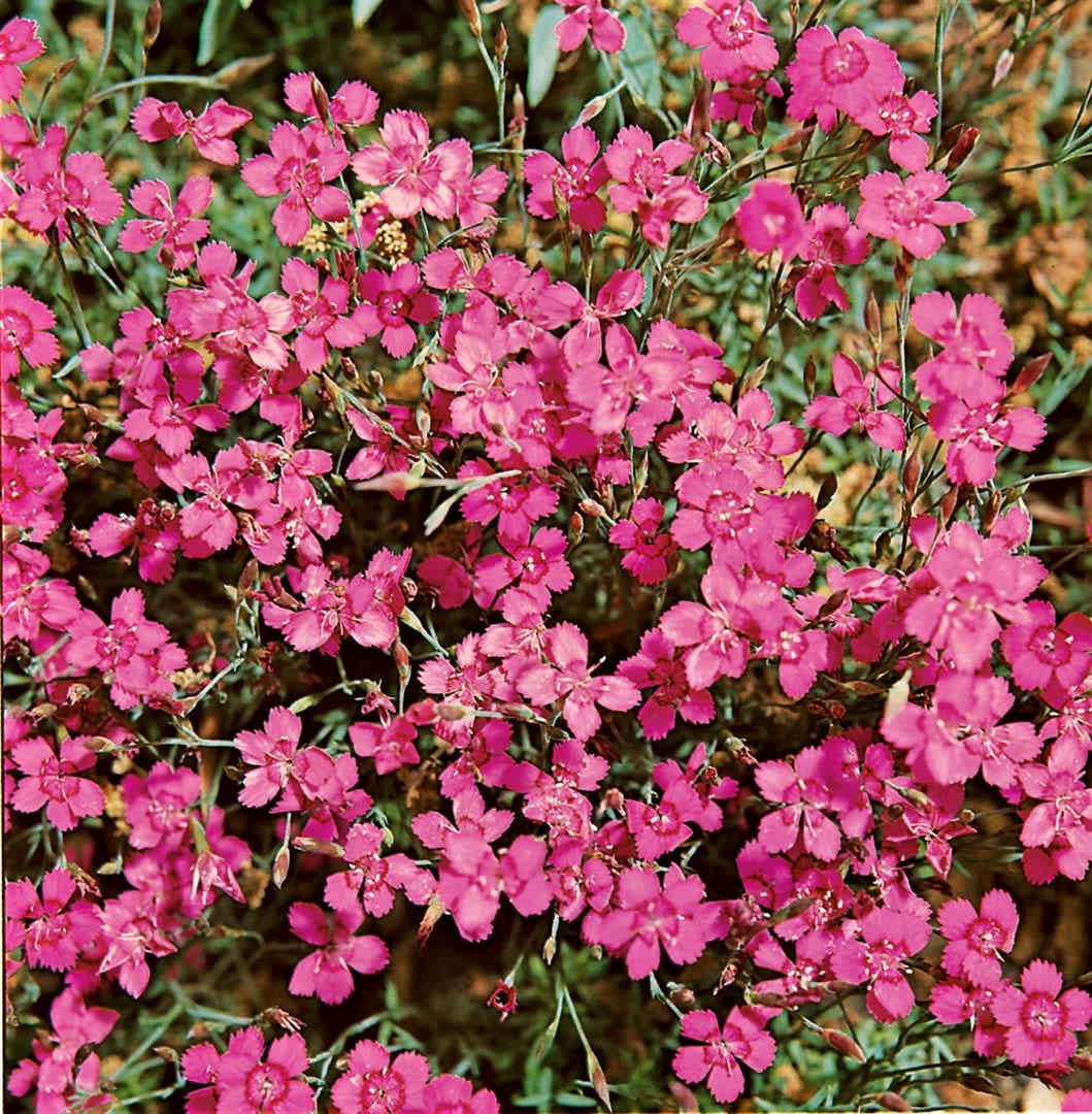 Dianthus deltoides 'Leuchtfunk', Heidenelke, leuchtend rot, ca. 9x9 cm Topf - Bild 1