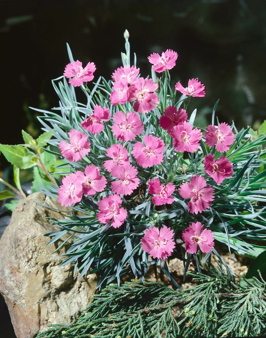 Dianthus gratianop. 'Blaureif', Nelke, blaugr&uuml;n, ca. 9x9 cm Topf - Bild 1