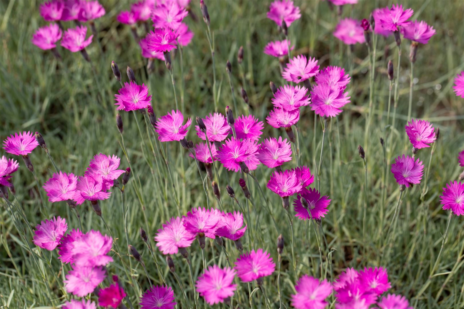 Dianthus gratianop. 'Feuerhexe', Nelke, leuchtend rosa, ca. 9x9 cm Topf - Bild 1