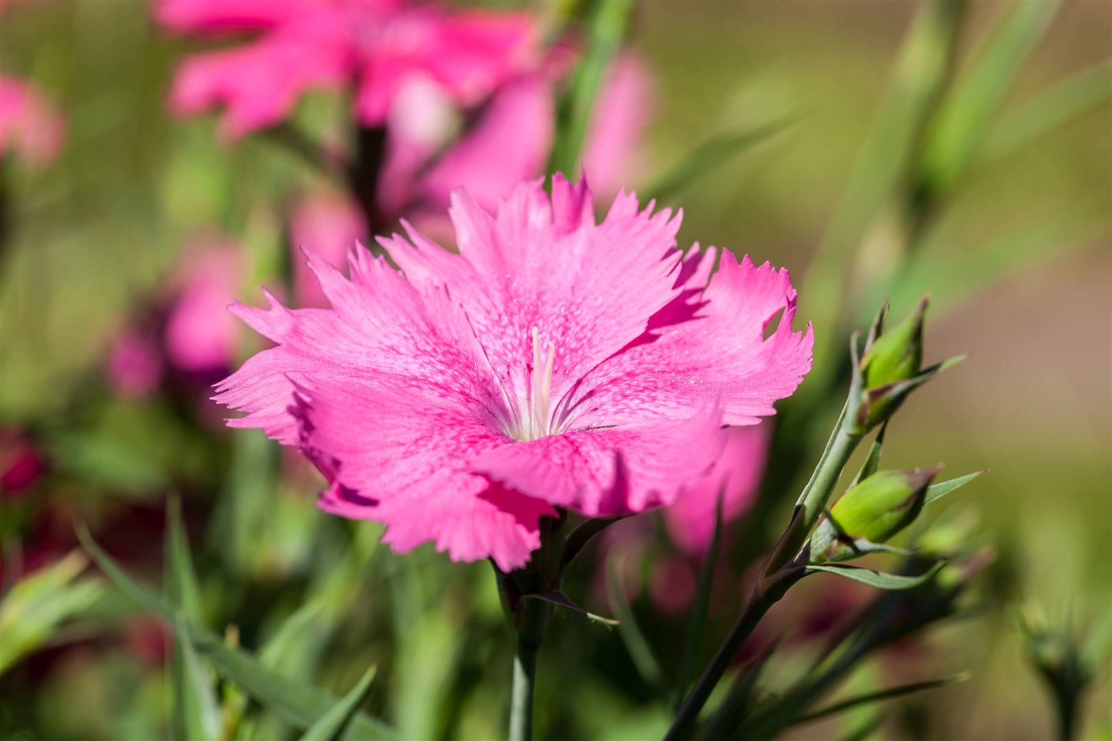 Dianthus gratianop. 'Grandiflorus', Nelke, rosa, ca. 9x9 cm Topf - Bild 1