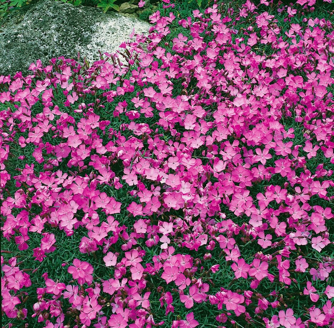 Dianthus gratianop. 'La Bourboule', Nelke, rosa, ca. 9x9 cm Topf - Bild 1
