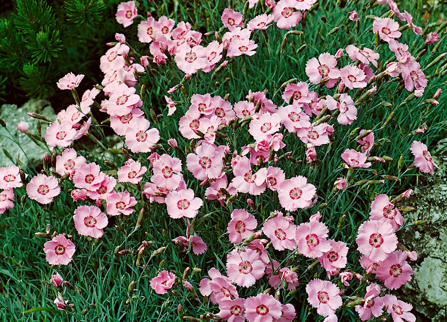 Dianthus gratianop. 'Nordstjernen', Nelke, wei&szlig;, ca. 9x9 cm Topf - Bild 1