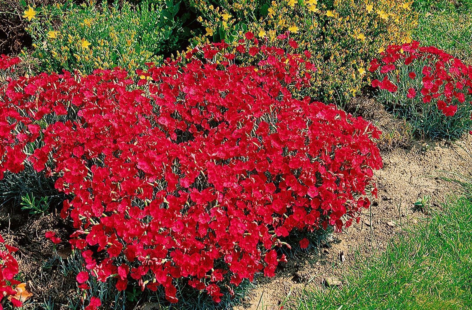 Dianthus gratianop. 'Rotk&auml;ppchen', Nelke, rot, ca. 9x9 cm Topf - Bild 1