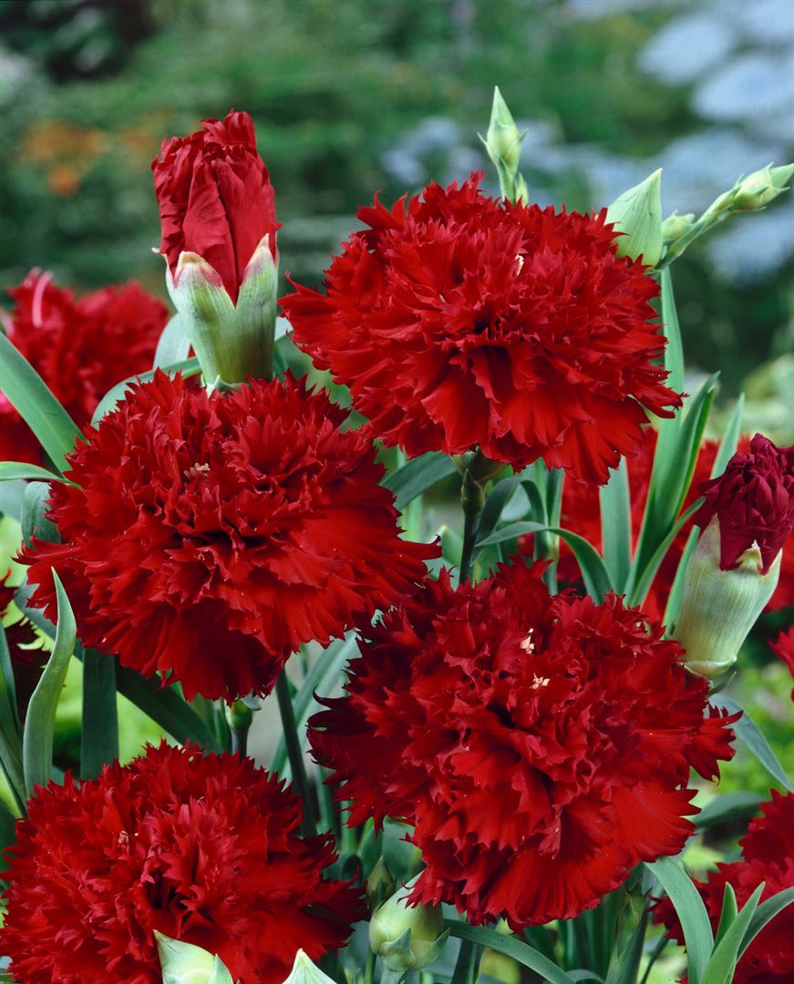 Dianthus gratianop. 'Rubin', Nelke, rubinrot, ca. 9x9 cm Topf - Bild 1