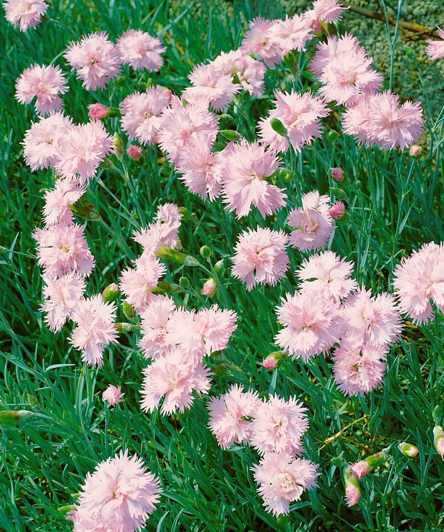 Dianthus plumarius 'Altrosa', Federnelke, zartrosa, ca. 9x9 cm Topf - Bild 1