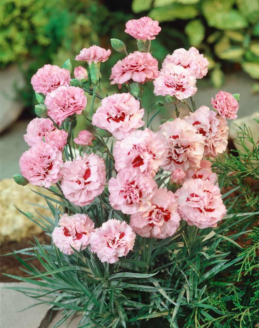 Dianthus plumarius ‚Ine‘, Federnelke, rosa, ca. 9×9 cm Topf | 04063654257202