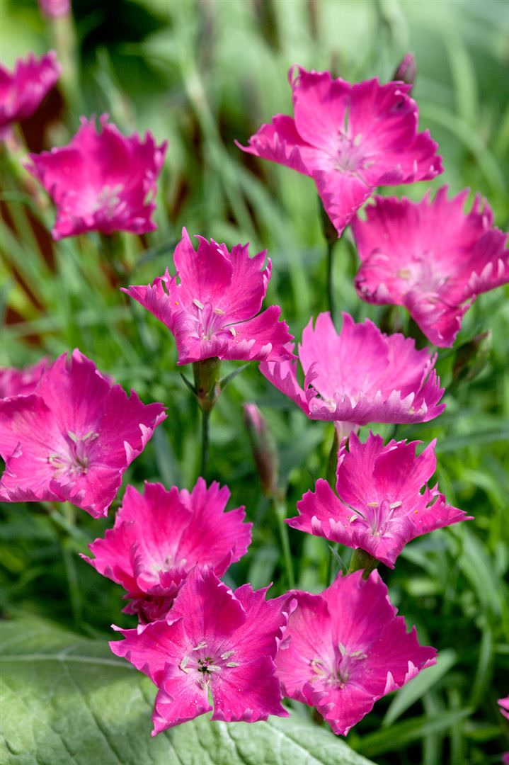 Dianthus superbus, Pracht-Nelke, rosa Bl&uuml;ten, ca. 9x9 cm Topf - Bild 1