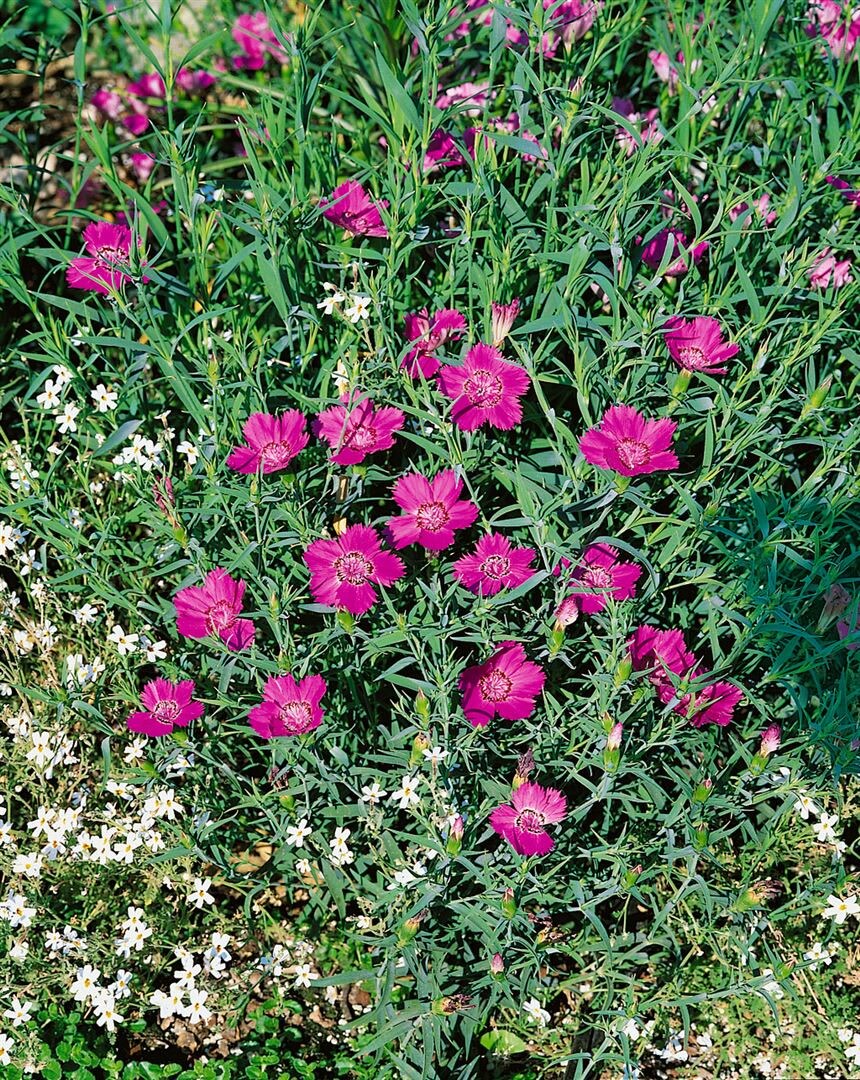Dianthus sylvestris, Nelke, rosa Bl&uuml;ten, ca. 9x9 cm Topf - Bild 1