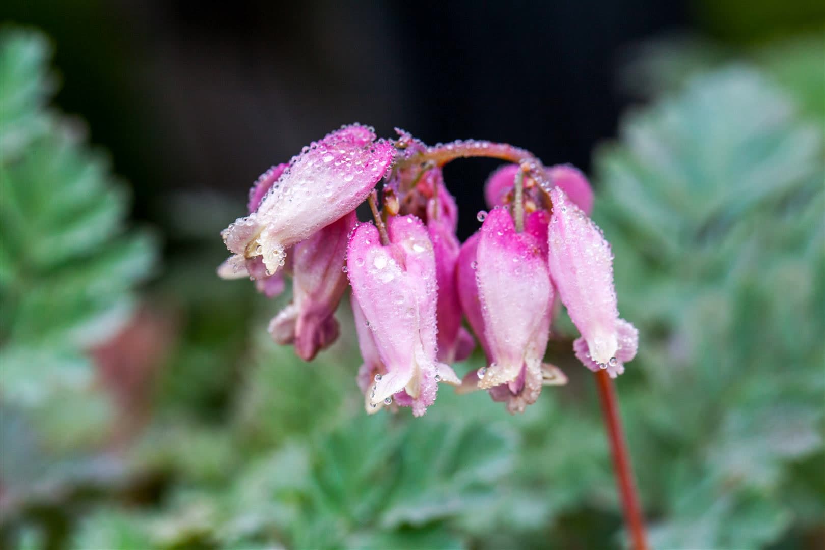 Dicentra formosa 'Luxuriant', Tr&auml;nendes Herz, rosa, ca. 9x9 cm Topf - Bild 1