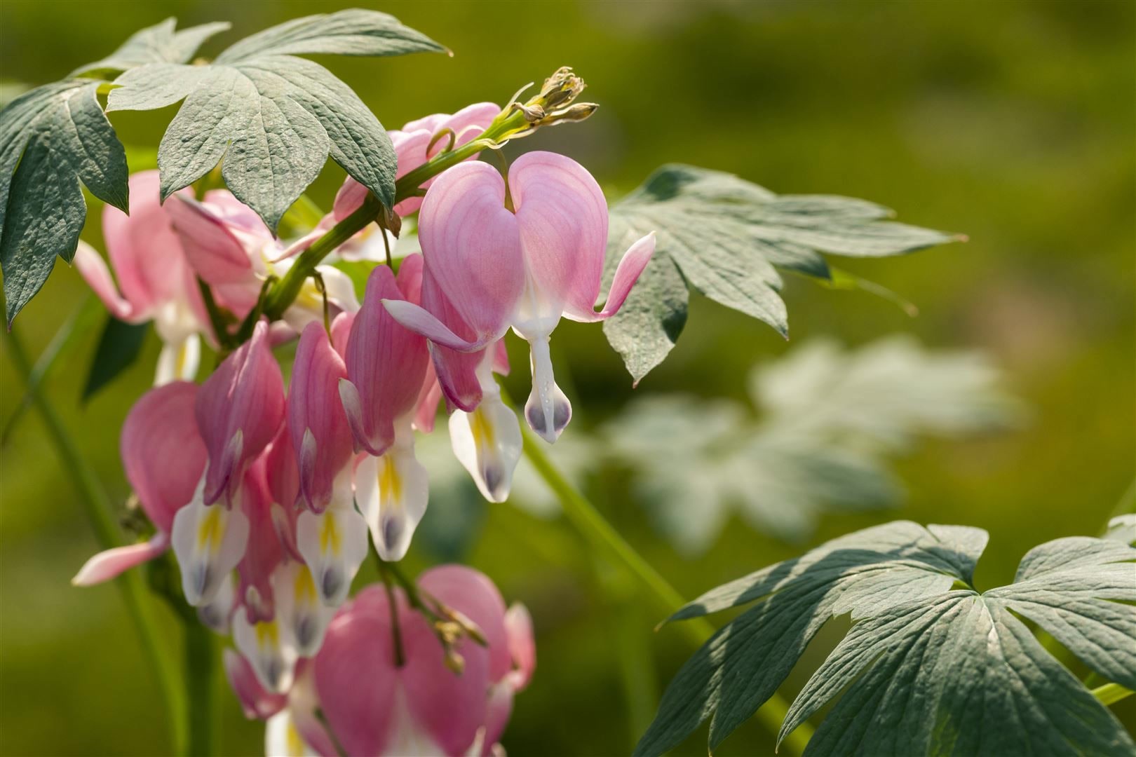 Dicentra spectabilis, Tr&auml;nendes Herz, rosa, ca. 9x9 cm Topf - Bild 1