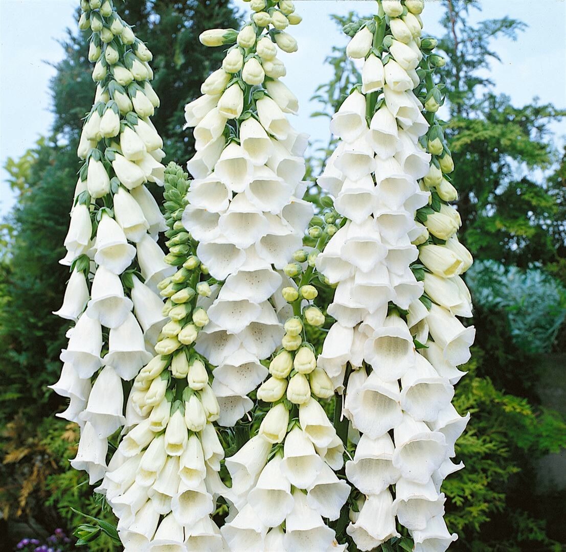 Digitalis purpurea ‚Alba‘, Fingerhut, weiß, ca. 9×9 cm Topf | 04063654293736