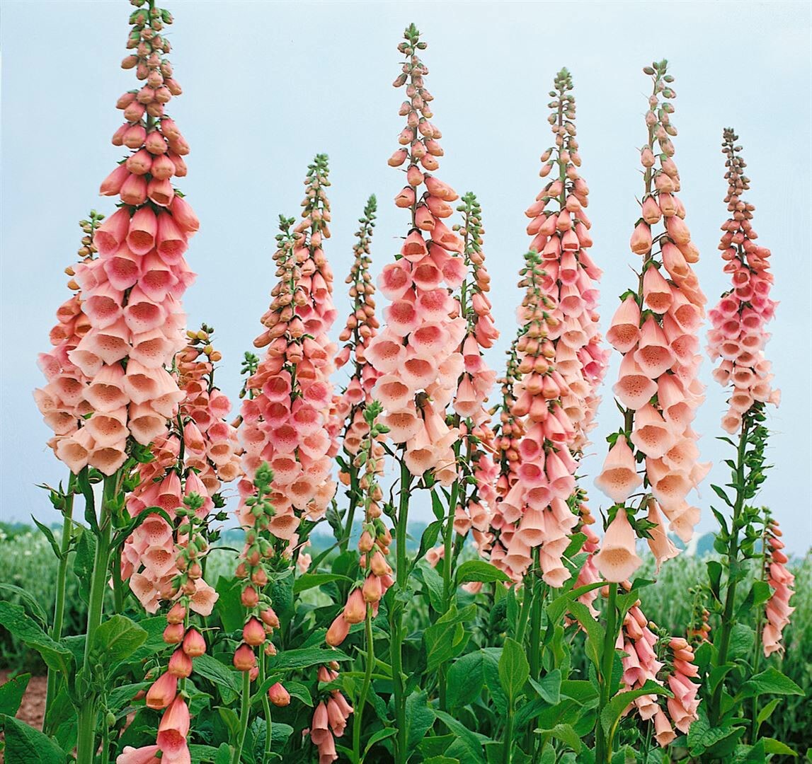 Digitalis purpurea ‚Apricot‘, Fingerhut, apricotfarben, ca. 9×9 cm Topf | 04063654293743