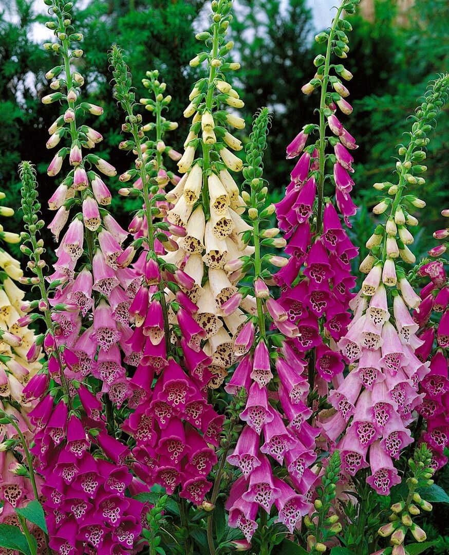 Digitalis purpurea 'Foxy', Fingerhut, rosa, ca. 9x9 cm Topf - Bild 1