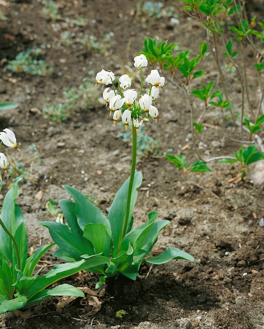 Dodecatheon meadia ‚Alba‘, Shooting Star, weiß, ca. 9×9 cm Topf | 04063654293835