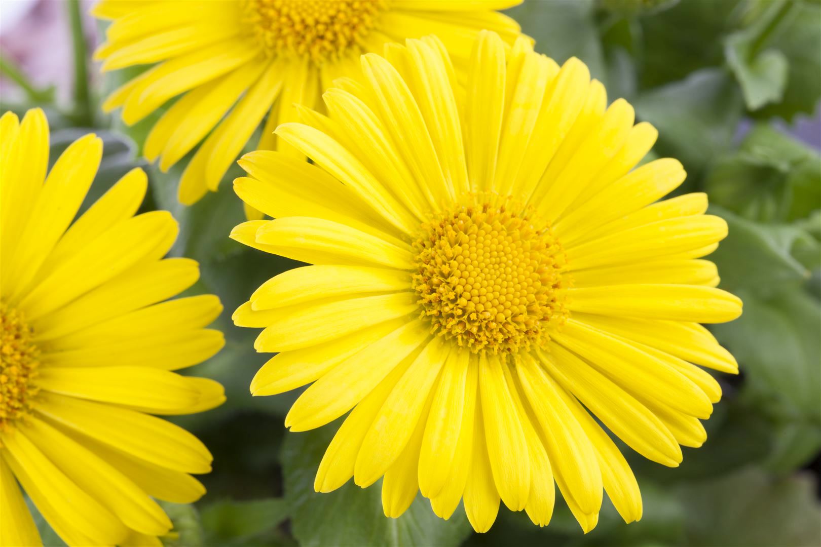 Doronicum orientale 'Leonardo Compact', Gemswurz, gelb, ca. 9x9 cm Topf - Bild 1