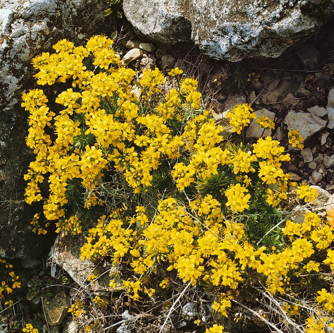 Draba aizoides, Gelber Hungerbl&uuml;mchen, ca. 9x9 cm Topf - Bild 1